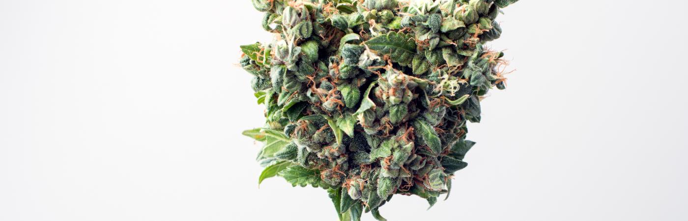 marijuana bud