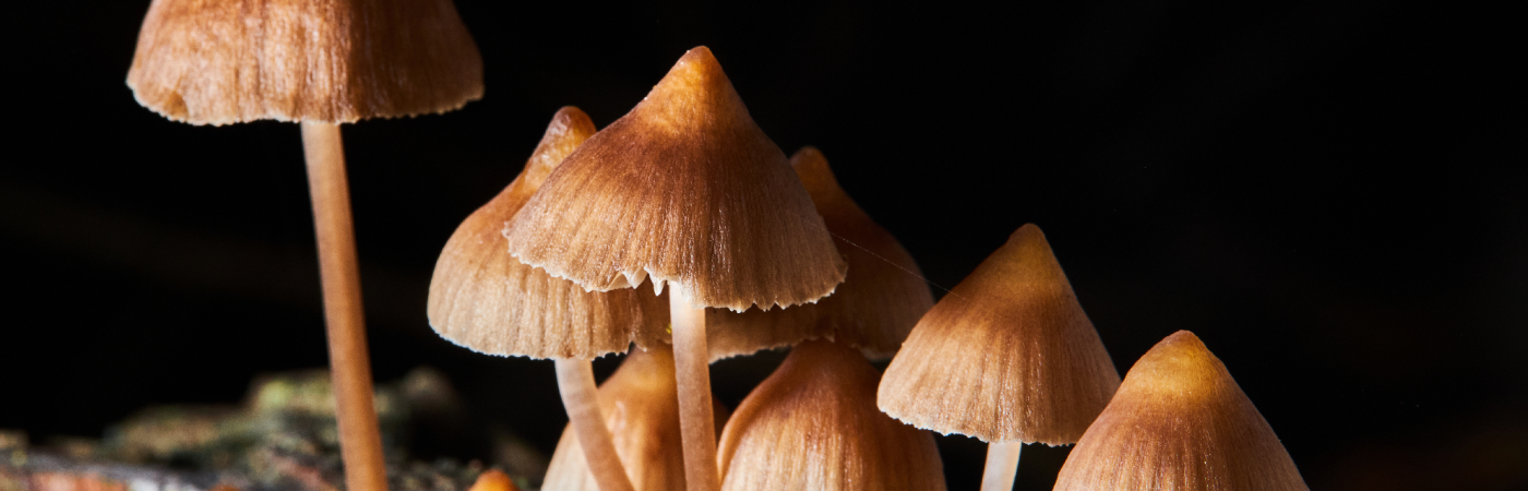Mushrooms