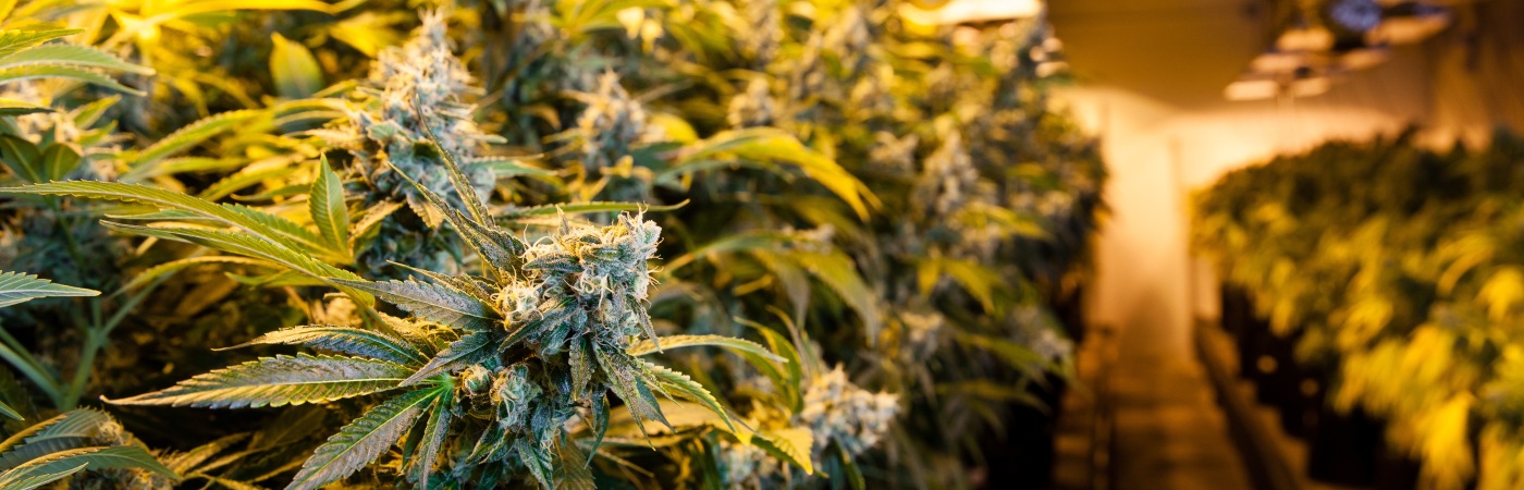 Marijuana growing