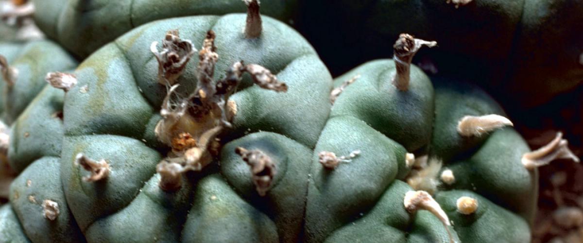 Peyote and Mescaline