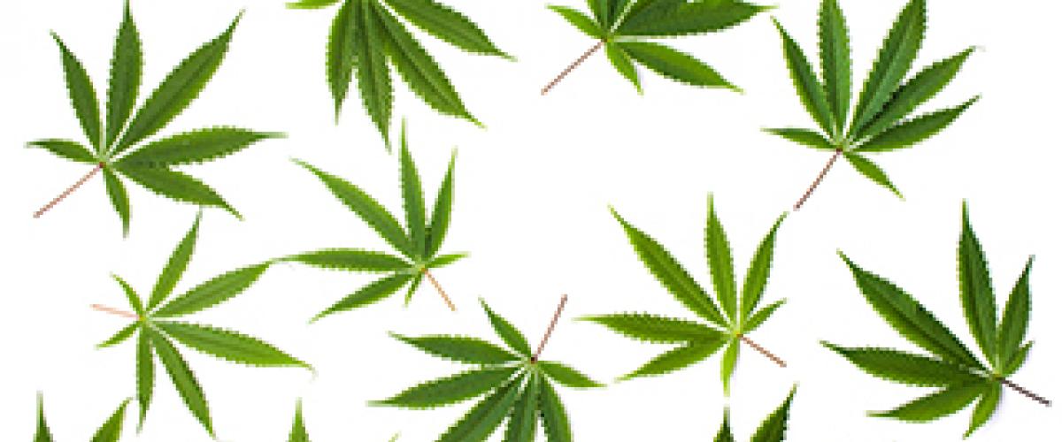 marijuana leaves
