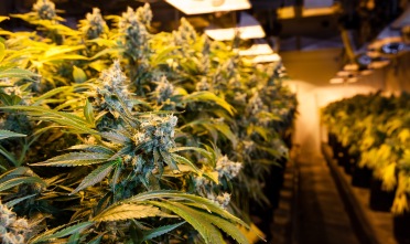 Marijuana growing