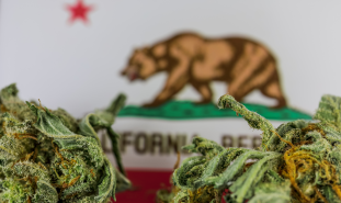 Marijuana and California
