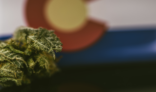 Colorado marijuana