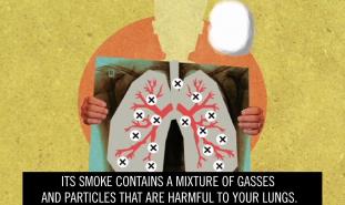 VIDEO: Marijuana—The Facts and Fiction