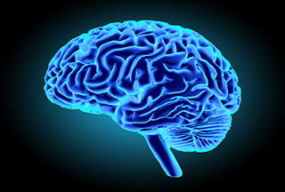 brain image