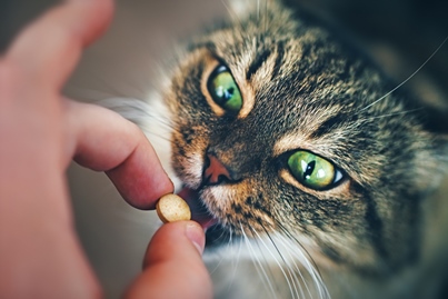 cat taking pill