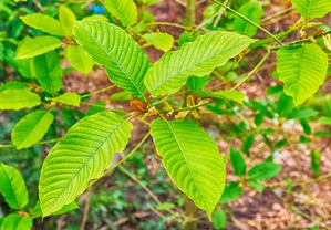 kratom leaves