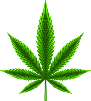 marijuana leaf