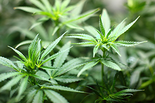 marijuana leaves