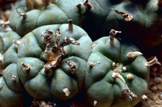 Peyote and Mescaline
