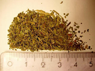 Image of Salvia Divinorum