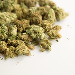 marijuana buds